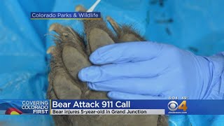 Download Lagu Bear Attacks Man And Woman In Tent MP3 Bear Attacks Man And Woman In Tent