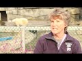Gail Hedberg, Vet Tech, SF Zoo