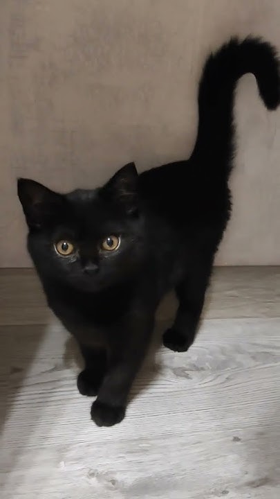 Чёрный котёнок - YouTube