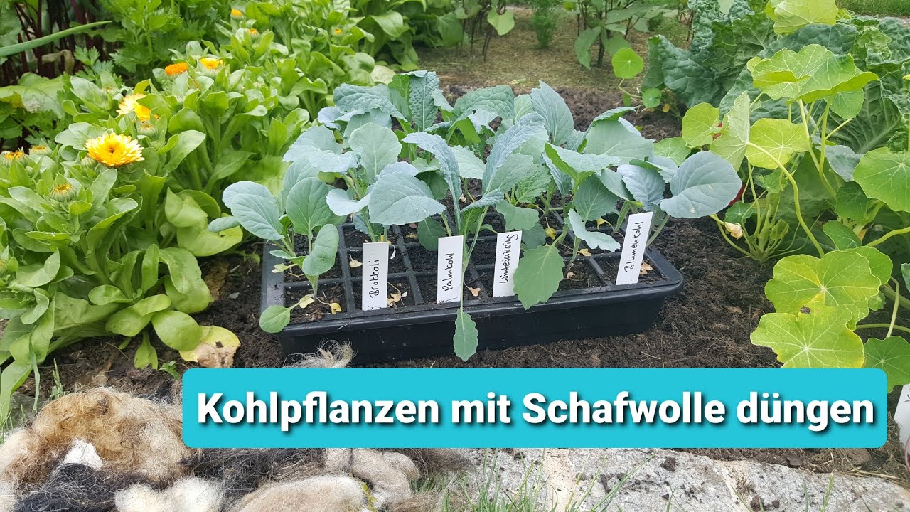 Kohlpflanzen mit Schafwolle düngen YouTube