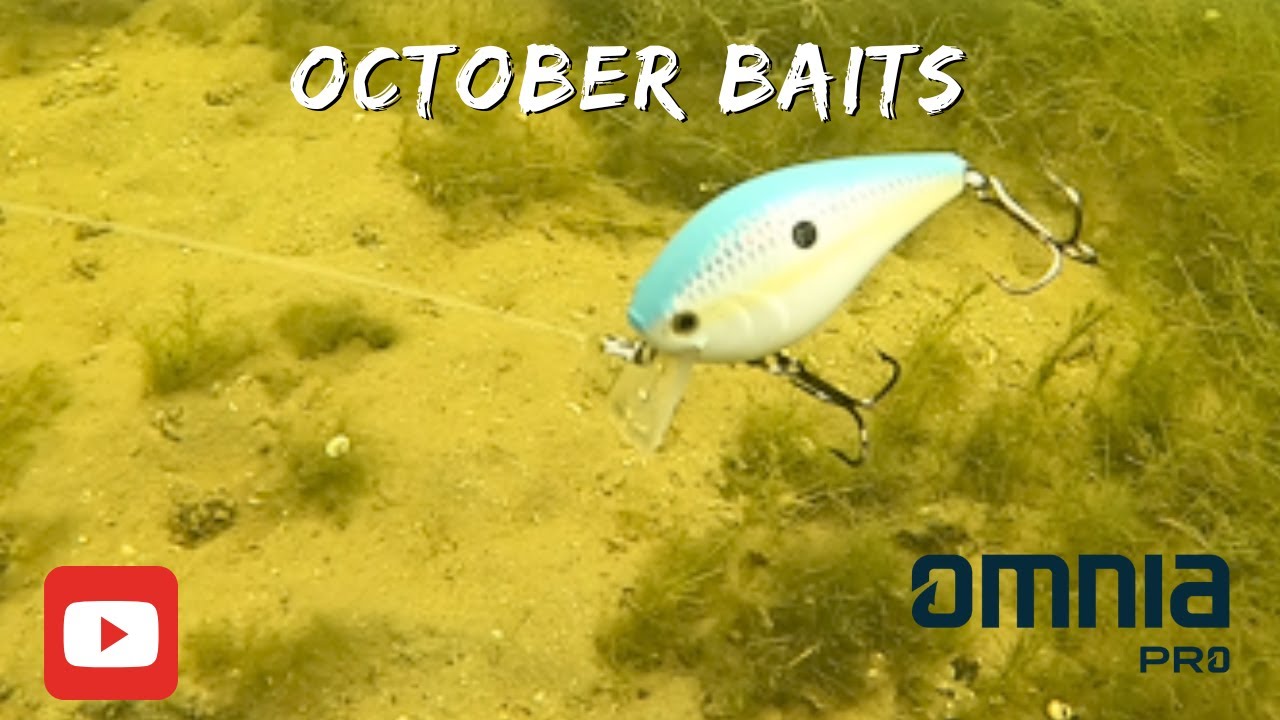 Top baits for Bass fishing in October !