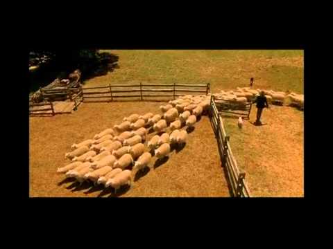 A Look at Babe (1995) Trailer - A Look at Babe (1995) Trailer