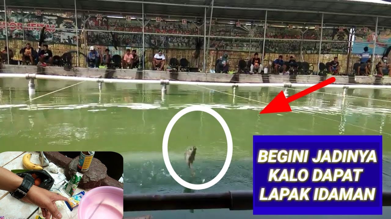 Mancing Ikan Mas Galapung /Umpan Pisang Ambon dapat lapak idaman VLOG