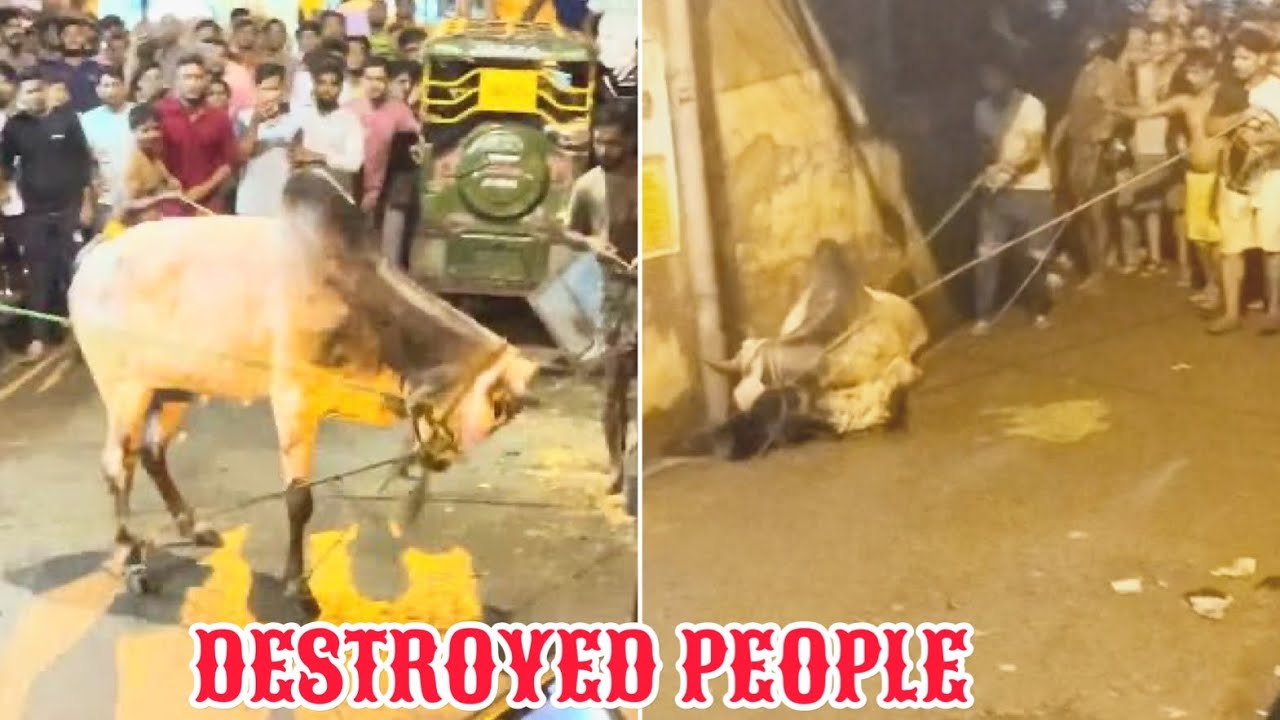 MOST ANGRY COW 😱 DESTROYED PEOPLE WHILE UNLOADING IN TIKIAPARA HOWRAH 2023 🐮❤️ 