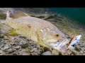 How Fish React To Different Lures **Underwater Bite Footage**