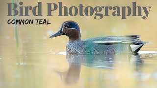 A happy moment | BIRD PHOTOGRAPHY - photographing waterfowl