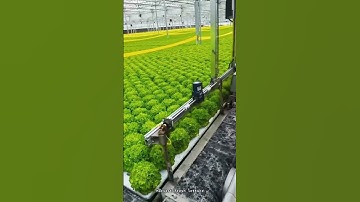 Lettuce Harvesting: Automatic Lifting Machine for Gentle Harvesting