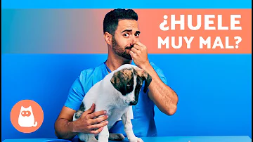 ¿Cuáles son los perros que huelen mal?