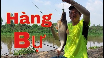 Câu cá tra sông Thầy Cai lên hàng bự / river fishing || Cúc Nguyễn Official