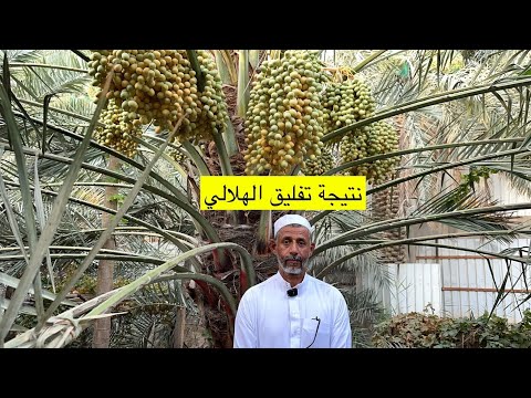 نتائج تفليق عذوق الهلالي