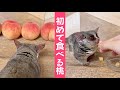 生まれてはじめ食べる桃の味は！？【ショウガラゴのピザトル】