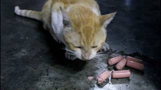 Cat VS Vienna Sausage by French Stevey 2,981 views 4 years ago 2 minutes, 33 seconds
