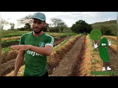 Vídeo: Qual a diferença entre abobrinha e pepino?