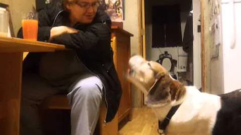 Hunter Dog 2