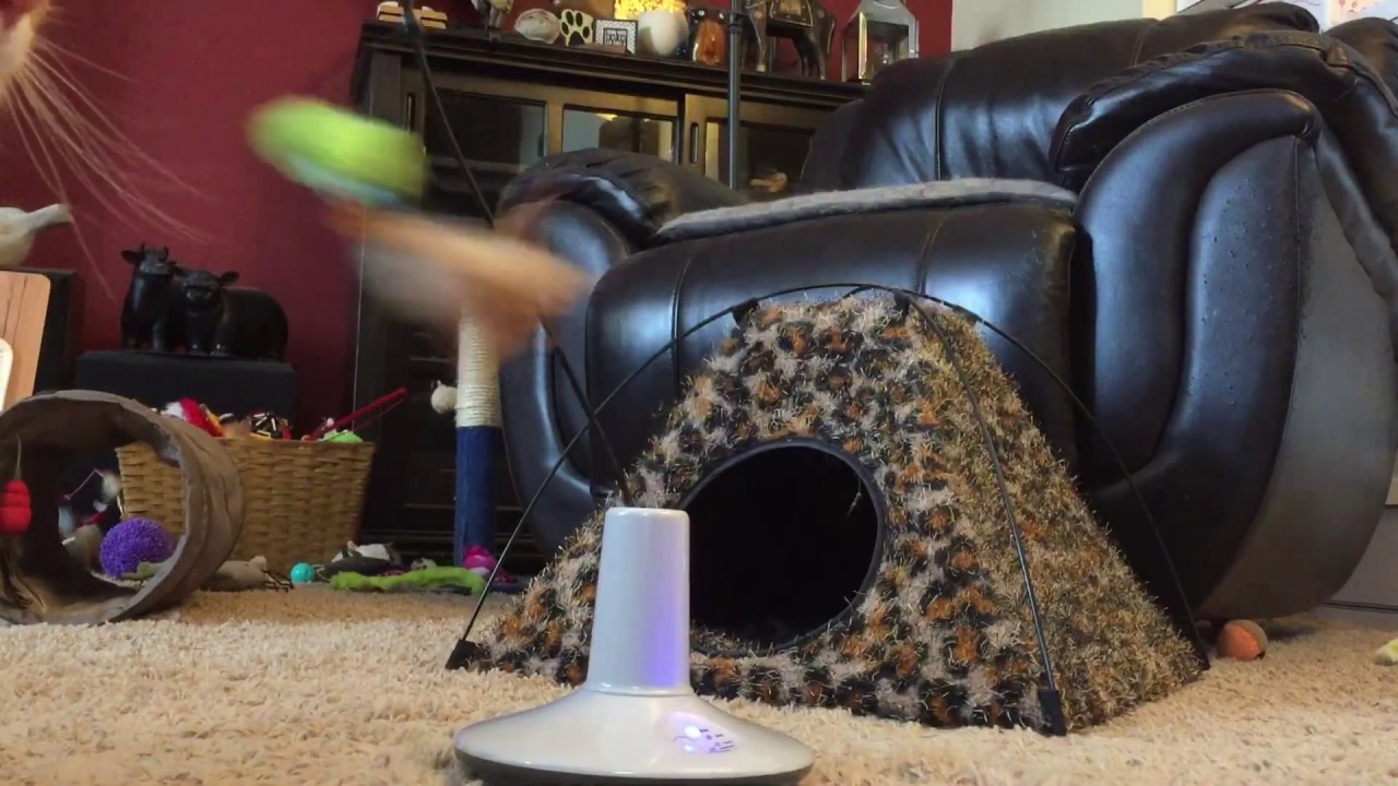 Whisper the Wonder Puss & Cricket the Brave meet Petlinks' Pure Commotion