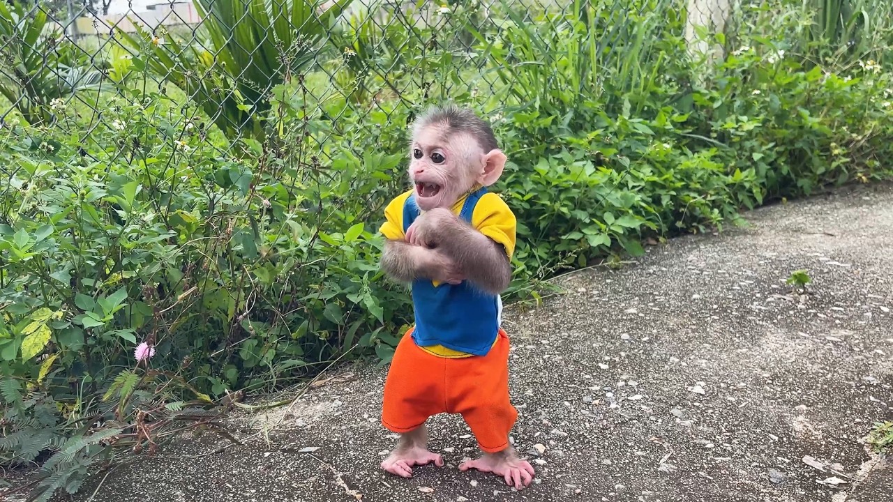 Junbi monkey cried when he got lost from his dad