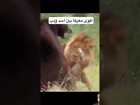 أسد و دب جائع أقوى معركة اكسبلور       