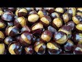 AMAZING TRICK TO PEEL CHESTNUTS EASILY (BY CRAZY HACKER)