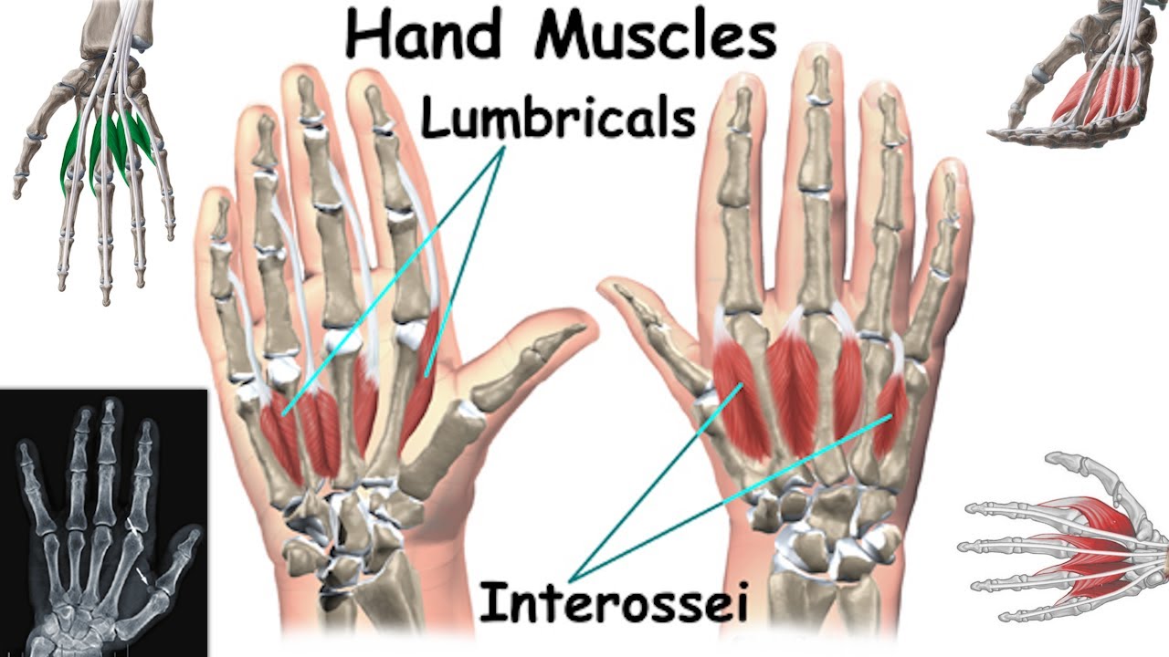Внутренние мышцы кисти: червеобразные и межкостные мышцы (функция и тренировка)