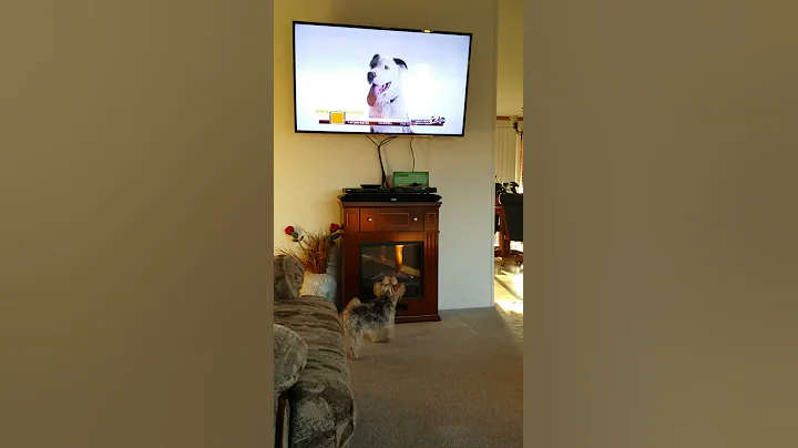 Millie chases dogs on tv