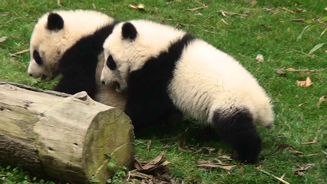 Panda Babies パンダの赤ちゃん Youtube Panda Babies パンダの赤ちゃん Youtube
