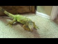 Lenny the Iguana