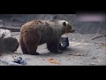 【動物】命を救う!感動動物たち！【感動】