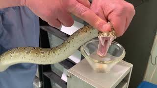 Venom extraction from Russell's Vipers