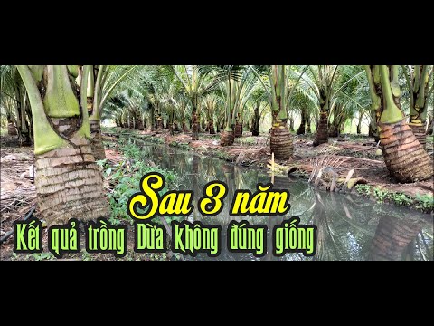 KẾT QUẢ TRỒNG DỪA KHÔNG ĐÚNG GIỐNG SAU 3 NĂM ĐỂ LẠI NỖI BUỒN TINH THẦN, KINH TẾ THỜI GIAN CHO BÀ CON