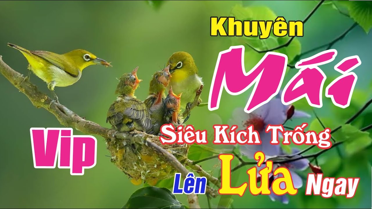 Khuyên Mái Siêu Kích Trống Lên Lửa Ngay - Trị Bổi Lỳ Không Chịu Mở Mỏ