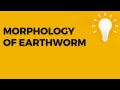 MORPHOLOGY OF EARTHWORM 😀