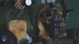 Brave Military Dog Completes First Parachuting Task