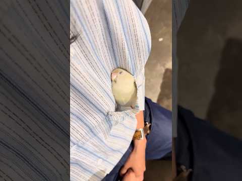 The parrot was asleep in its owner's shirt pocket. #parrot #birds #cute #parrots #pets #shorts
