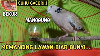 Burung cuhu gacor bekur manggung cocok untuk pancingan || suara burung cuhu memanggil lawan