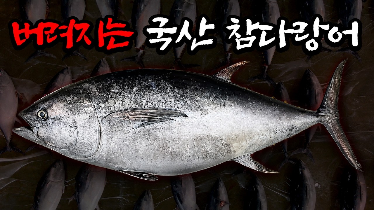잡으면 버려야 한다? 참다랑어 쿼터의 현실… 일본은 왜 더 많이 잡을까?
