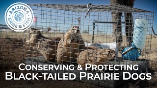 Conserving & Protecting Black-tailed Prairie Dogs