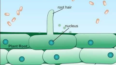 Plant Root Nodule formation(720p)