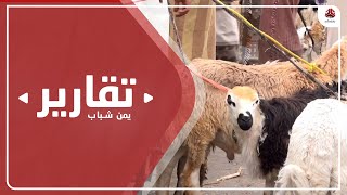 شبوة .. ارتفاع كبير لأسعار الاضاحي