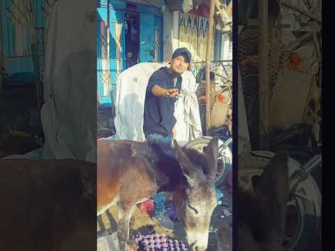 اعمل نفسك حمار وانت فاهم بس ما تعملش نفسك فاهم وانت حمار