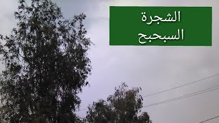 الشجرة السبحبح سورية زرع  شجرة سبحبح