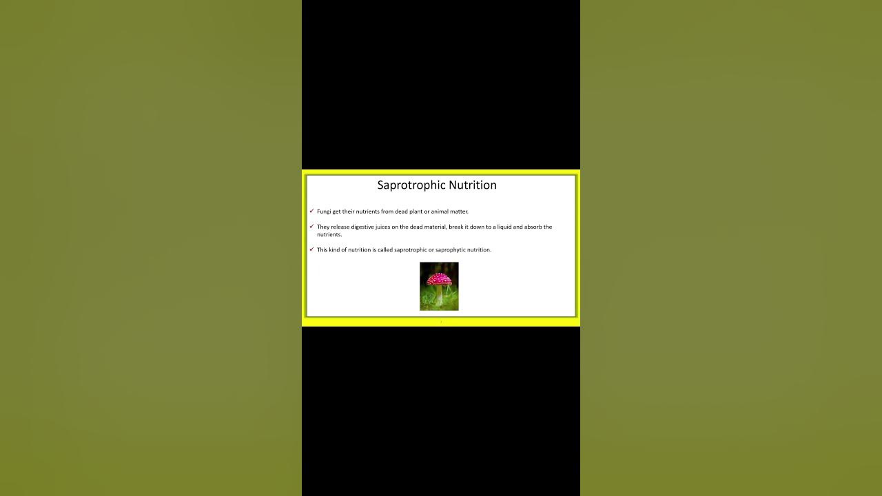 saprotrophic-nutrition-in-plants-dhaval-learn-youtube-youtubeshorts