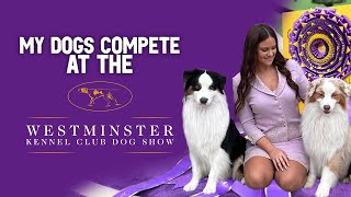 My dogs compete at the Westminster Dog Show by Flambo The Dog 191 views 2 weeks ago 15 minutes