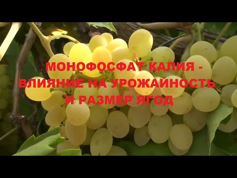 Монофосфат калия. Влияние
