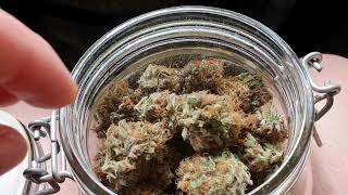Blueberry, Cookies Gelato & Orange Juice, Garden Update #11