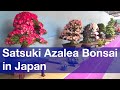 Satsuki Azalea Bonsai Exhibition at Ueno Park, Tokyo [iPhone 4S/HD]