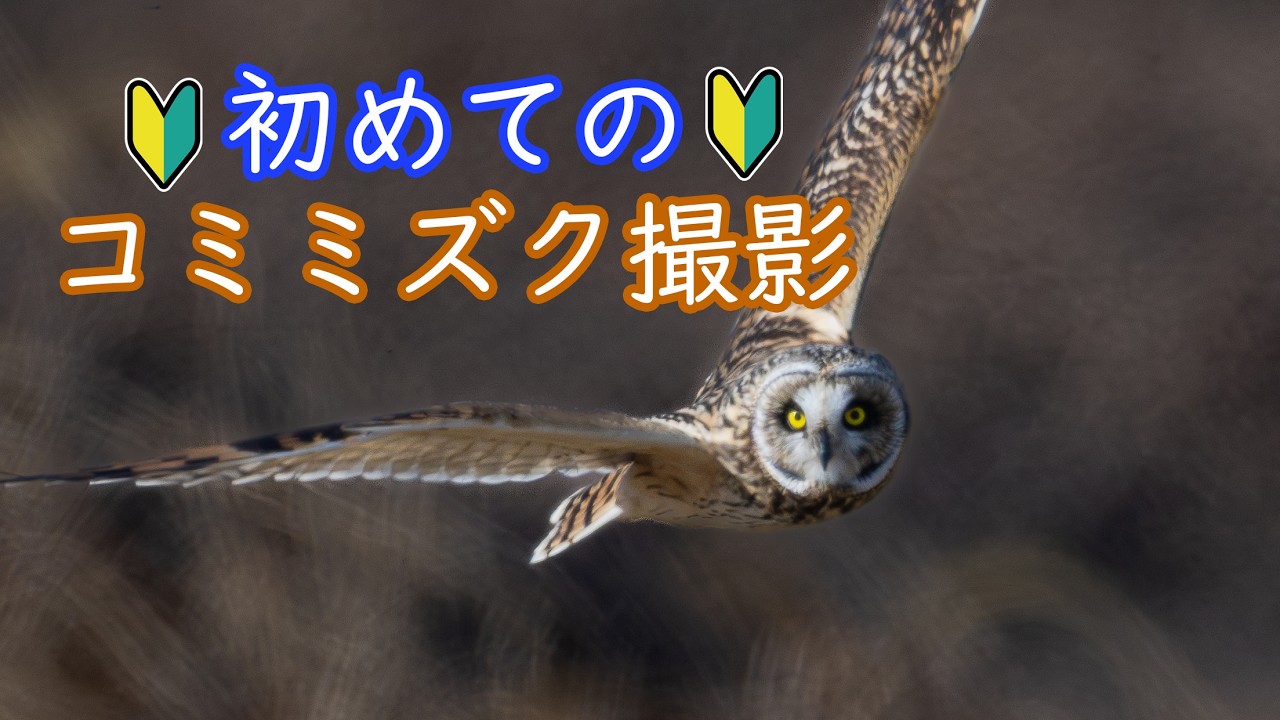 216.初めてのコミミズク撮影