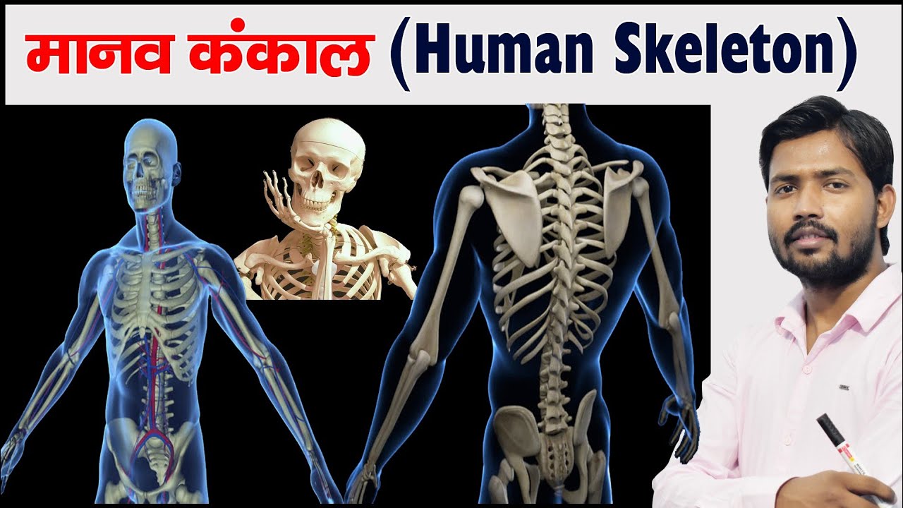 Human Skeleton | Bones | Cartilage | Skeleton System - YouTube