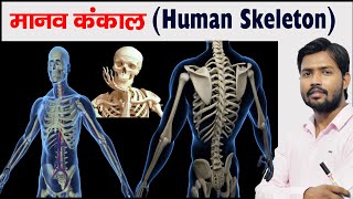 Human Skeleton | Bones | Cartilage | Skeleton System