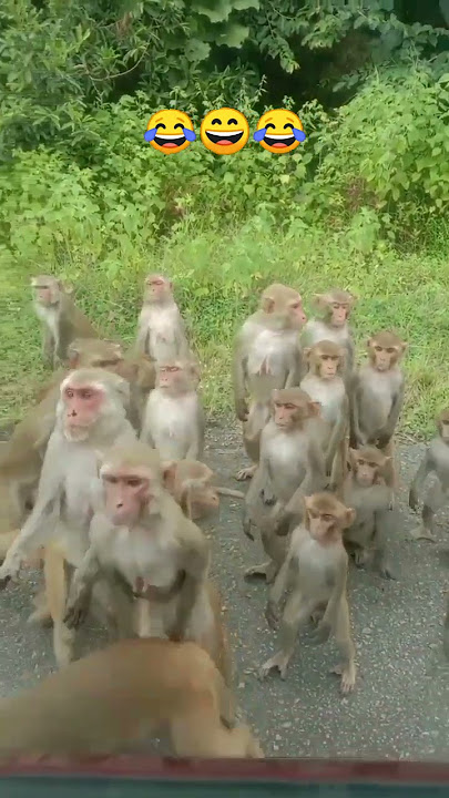 Funny monkey😂