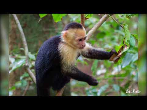 Video: De Beste Tingene å Gjøre I Manuel Antonio, Dominical Og Uvita, Costa Rica